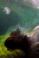 Under The Water-24